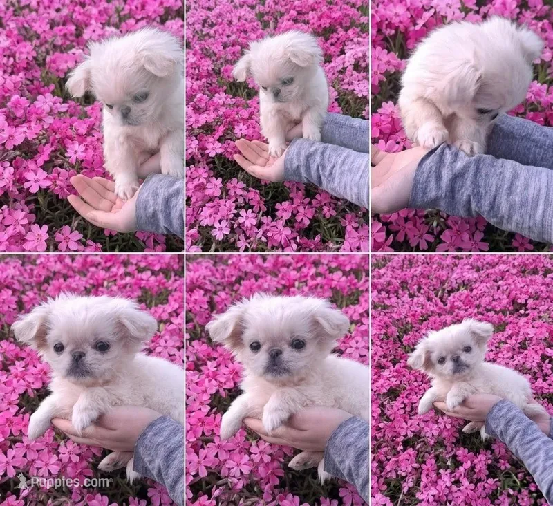 Penelope  – Pekingese puppy for sale in Roanoke, VA