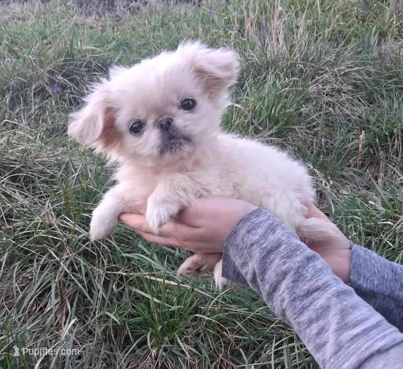 Penelope  – Pekingese puppy for sale in Roanoke, VA