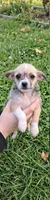 Lola, a female Malchi for sale in Roanoke, VA – 4 of 4