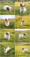 Jack, a male Malchi for sale in Roanoke, VA – 2 of 2