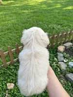 Buddy, a male Pekingese for sale in Roanoke, VA – 3 of 3