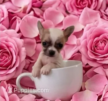 Ellie – Chihuahua puppy for sale in Roanoke, VA