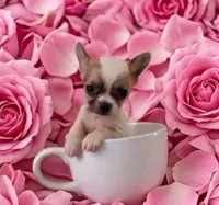 Ellie, a female Chihuahua for sale in Roanoke, VA – 1 of 6