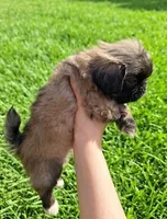 Bear, a male Pekingese for sale in Roanoke, VA – 4 of 4