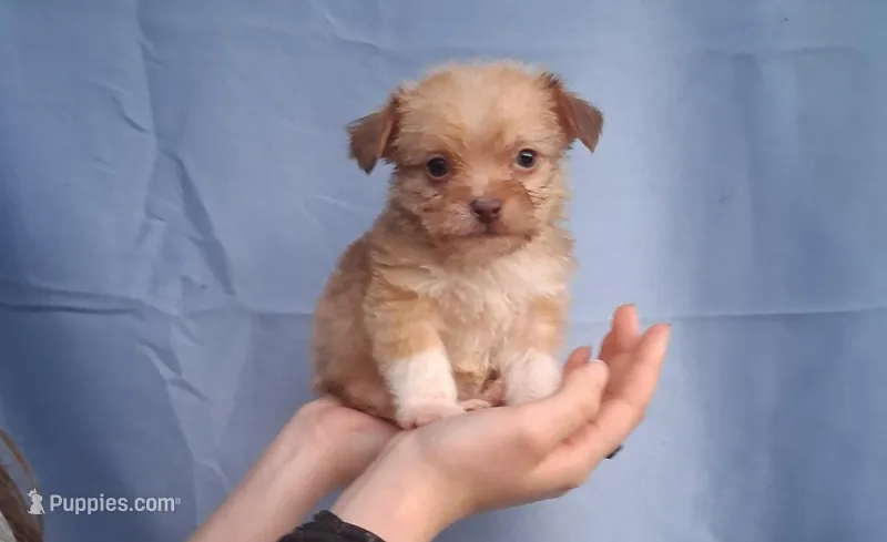 Grizzly , a male Malchi for sale in Roanoke, VA – Photo 1 of 8