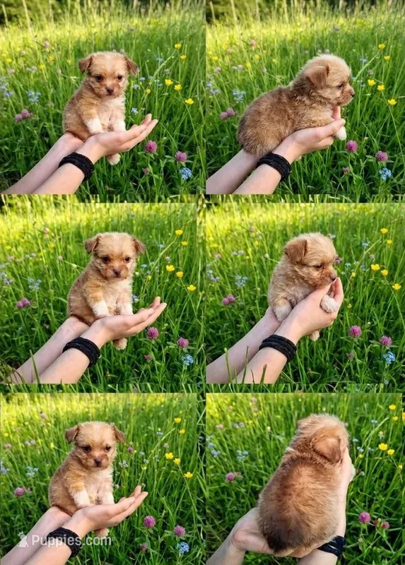 Fluffy Little Grizzly  – Malchi puppy for sale in Roanoke, VA