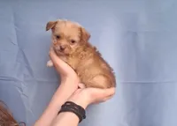 Grizzly , a male Malchi for sale in Roanoke, VA – Photo 4 of 8