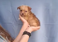 Grizzly , a male Malchi for sale in Roanoke, VA – Photo 7 of 8