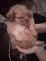 Grizzly , a male Malchi for sale in Roanoke, VA – Photo 8 of 8