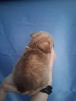 Grizzly , a male Malchi for sale in Roanoke, VA – Photo 5 of 8