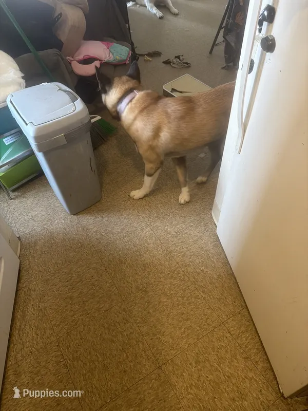 Salem – Akita puppy for sale in Columbia, PA