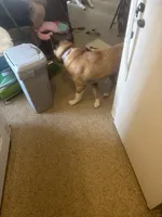 Salem, a female Akita for sale in Columbia, PA – 1 of 1