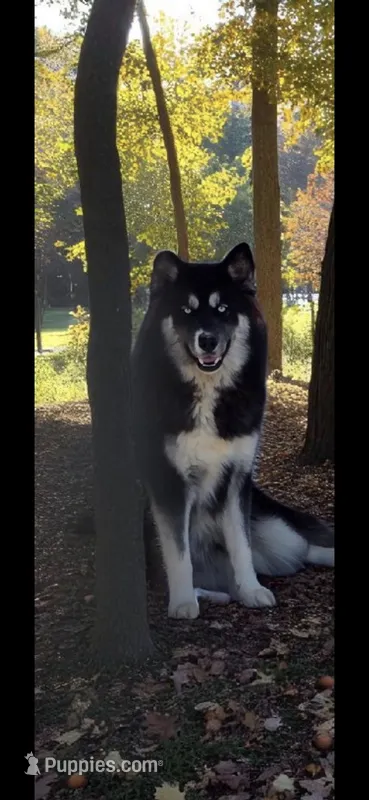 Twix  – Siberian Husky puppy for sale in Granby, MO