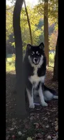 Twix , a female Siberian Husky for sale in Granby, MO – 1 of 1