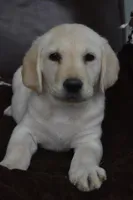 Murphy, a male Labrador Retriever for sale in Granby, MO – Photo 3 of 3