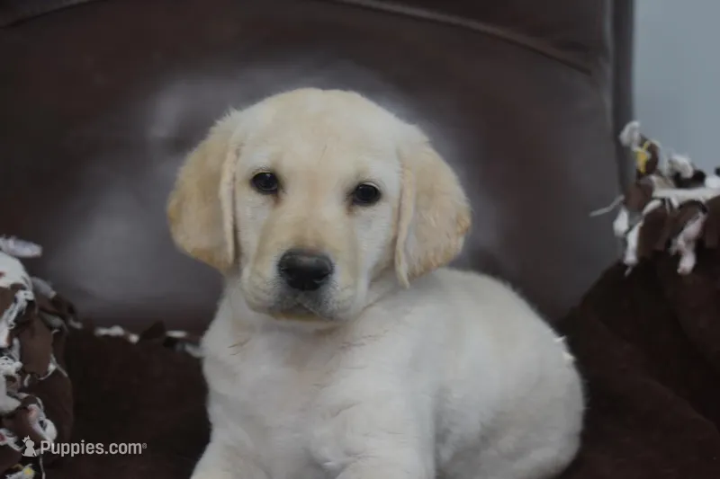 Murphy – Labrador Retriever puppy for sale in Granby, MO