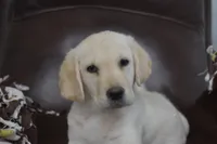 Murphy, a male Labrador Retriever for sale in Granby, MO – Photo 2 of 3