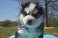 Dale, a male Siberian Husky for sale in Granby, MO – Photo 3 of 3