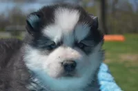 Dale, a male Siberian Husky for sale in Granby, MO – Photo 2 of 3