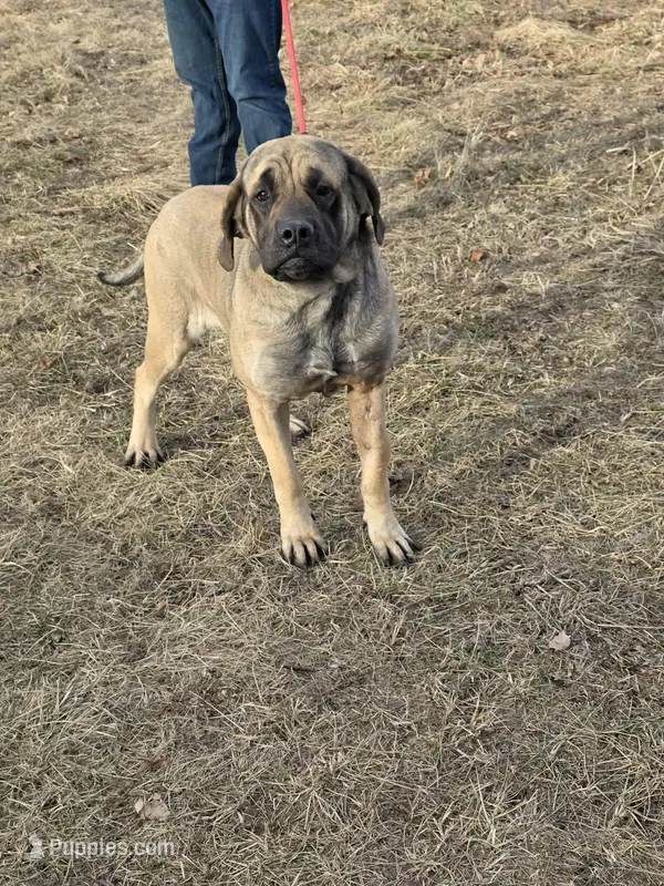 Mable  – English Mastiff puppy for sale in Granby, MO