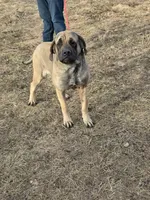 Mable , a female English Mastiff for sale in Granby, MO – 1 of 1