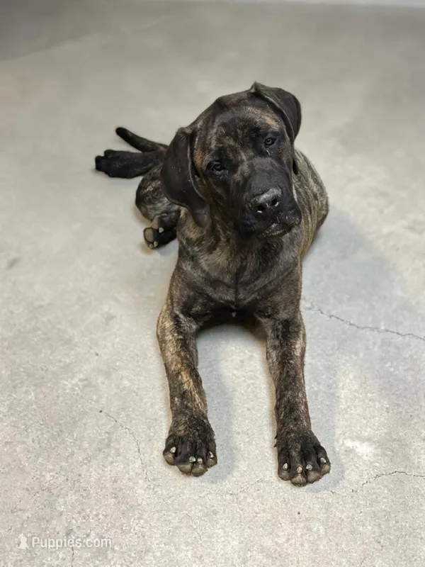 Steve , a male English Mastiff for sale in Granby, MO – Photo 1 of 1