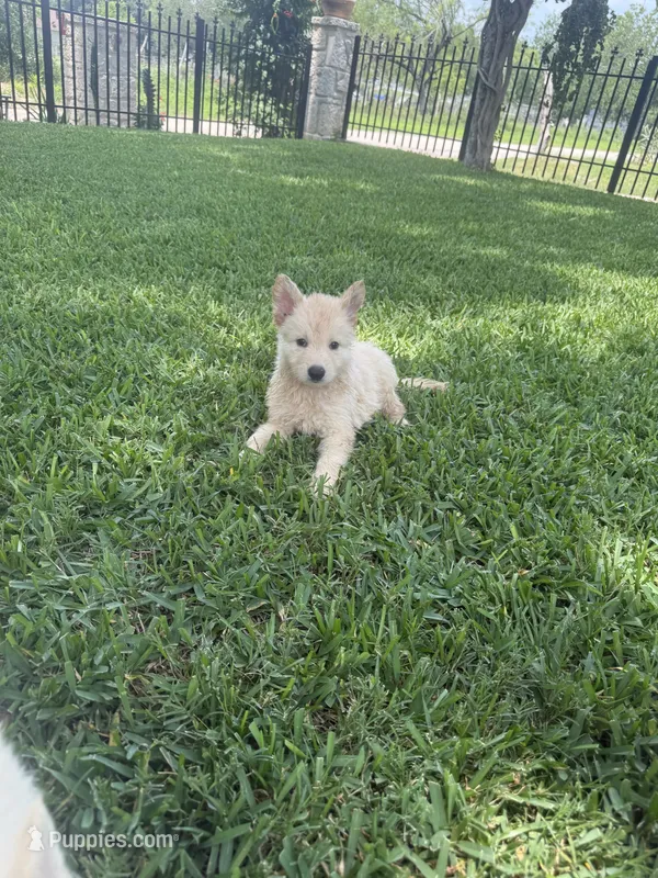 Sky – German Shepherd Dog puppy for sale in Castroville, TX