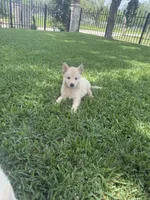 Sky, a female German Shepherd Dog for sale in Castroville, TX – 1 of 4