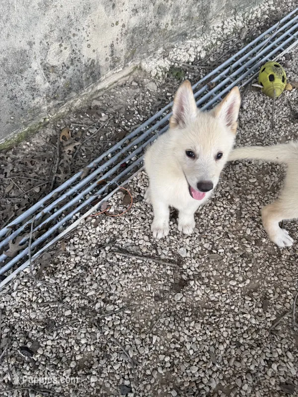 Koa – German Shepherd Dog puppy for sale in Castroville, TX
