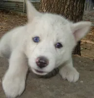 Siberian Husky, a male Siberian Husky for sale in Irving, TX – 6 of 6