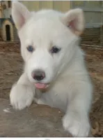 Siberian Husky, a male Siberian Husky for sale in Irving, TX – 4 of 6