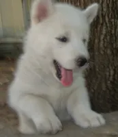 Siberian Husky, a male Siberian Husky for sale in Irving, TX – 5 of 6