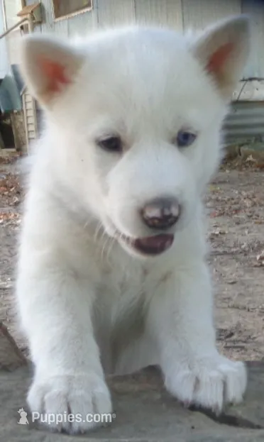 Siberian Husky – Siberian Husky puppy for sale in Irving, TX