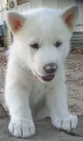 Siberian Husky, a male Siberian Husky for sale in Irving, TX – 1 of 6