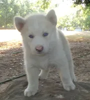 Siberian Husky, a male Siberian Husky for sale in Irving, TX – 3 of 6