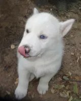 Siberian Husky, a male Siberian Husky for sale in Irving, TX – 2 of 6