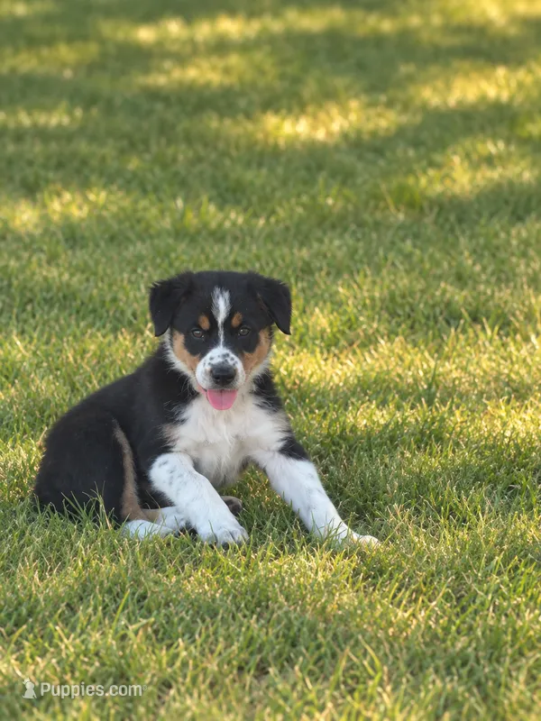Pink Collar – Border Collie puppy for sale in Bryan, TX