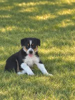 Pink Collar, a female Border Collie for sale in Bryan, TX – 1 of 4