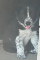 Lime Green Collar, a male Border Collie for sale in Bryan, TX – Photo 3 of 5