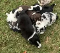 Lime Green Collar, a male Border Collie for sale in Bryan, TX – Photo 5 of 5