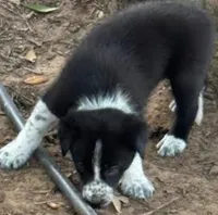 Lime Green Collar, a male Border Collie for sale in Bryan, TX – Photo 1 of 5