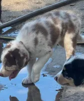 Brown Collar, a male Border Collie for sale in Bryan, TX – Photo 4 of 10