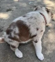 Brown Collar, a male Border Collie for sale in Bryan, TX – Photo 6 of 10