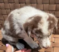 Brown Collar, a male Border Collie for sale in Bryan, TX – Photo 5 of 10