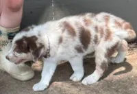 Brown Collar, a male Border Collie for sale in Bryan, TX – Photo 2 of 10