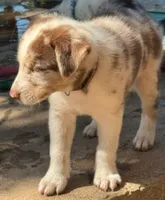 Brown Collar, a male Border Collie for sale in Bryan, TX – Photo 1 of 10