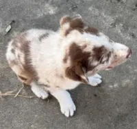 Brown Collar, a male Border Collie for sale in Bryan, TX – Photo 10 of 10