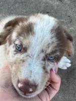 Brown Collar, a male Border Collie for sale in Bryan, TX – Photo 8 of 10