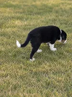 Pink Collar, a female Border Collie for sale in Bryan, TX – 4 of 4