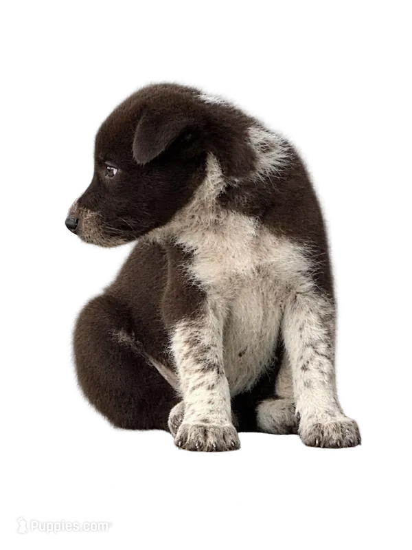 Red Collar  – Border Collie puppy for sale in Bryan, TX